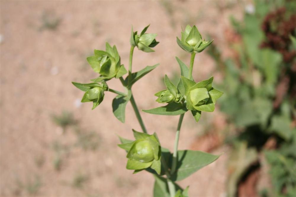 Photo of Smooth Rosinweed (Silphium integrifolium var. laeve) uploaded by KentPfeiffer