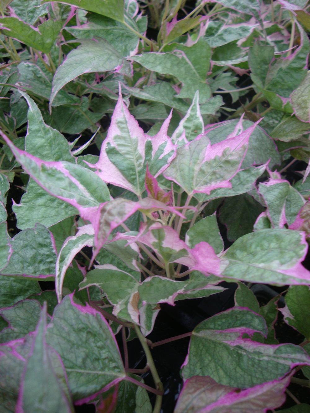 Photo of Ornamental Sweet Potato (Ipomoea batatas 'Tricolor') uploaded by Paul2032