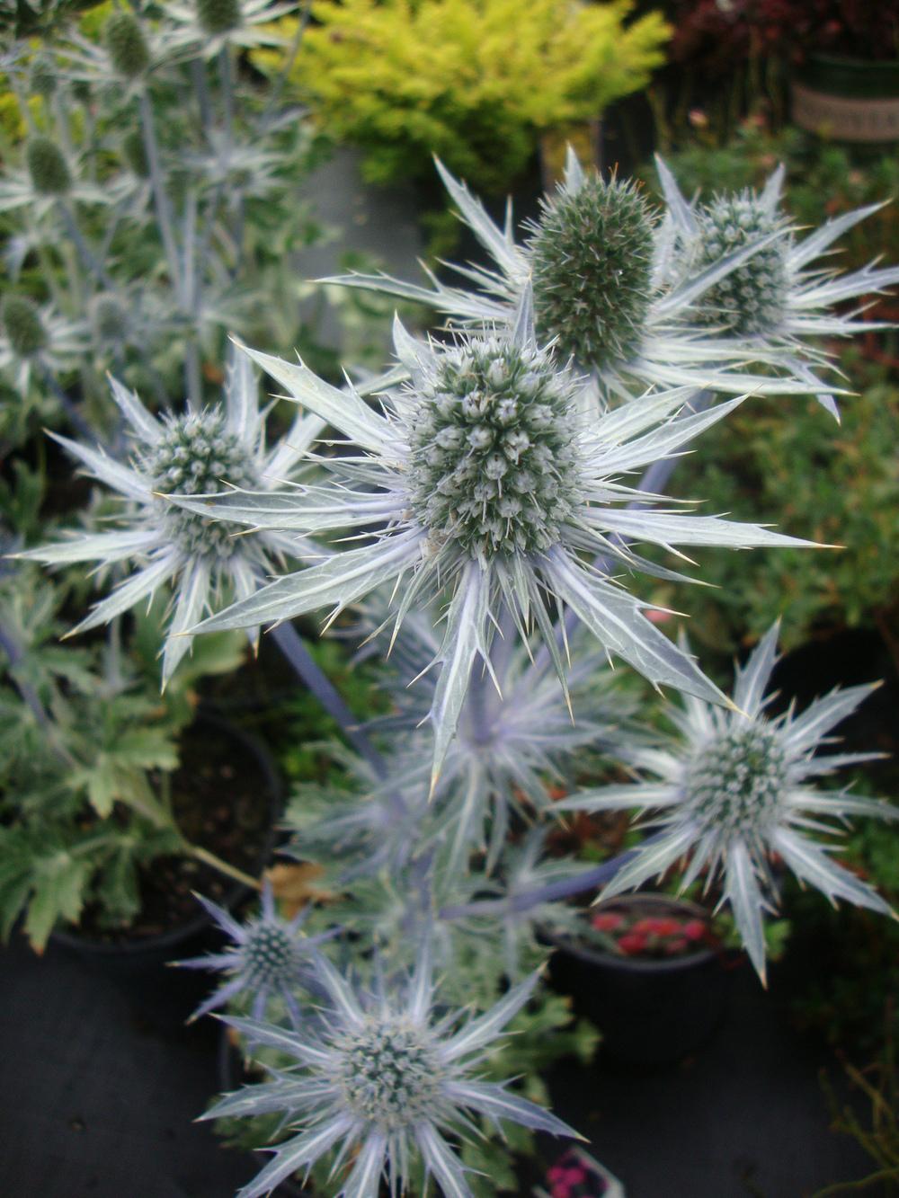 Photo of Sea Holly (Eryngium 'Sapphire Blue') uploaded by Paul2032