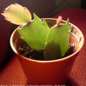 [...christmas cactus cuttings doing great.]