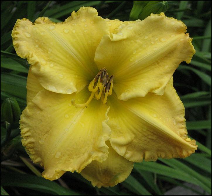 Photo of Daylily (Hemerocallis 'Polly Wolly Doodle') uploaded by Polymerous