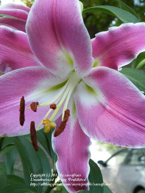 Photo of Lily (Lilium 'Robina') uploaded by sassafrass