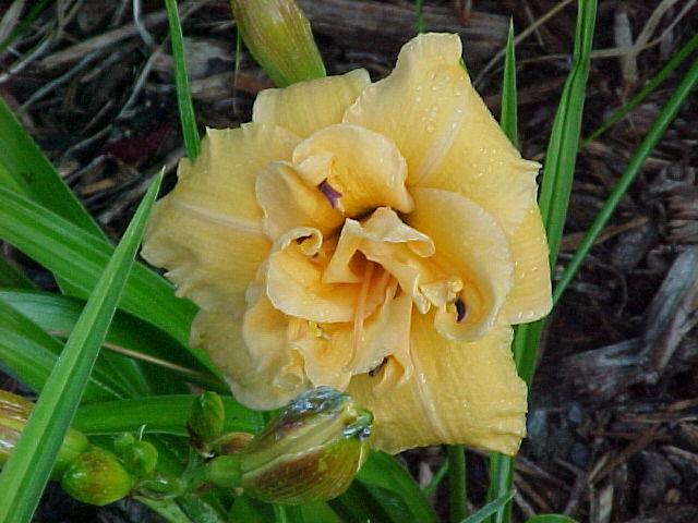 Photo of Daylily (Hemerocallis 'Country Pride') uploaded by Calif_Sue