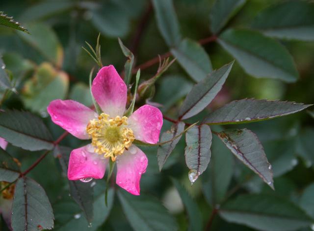 Photo of Red Leaf Rose (Rosa glauca) uploaded by Calif_Sue