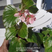 Begonia 'Tea Rose'