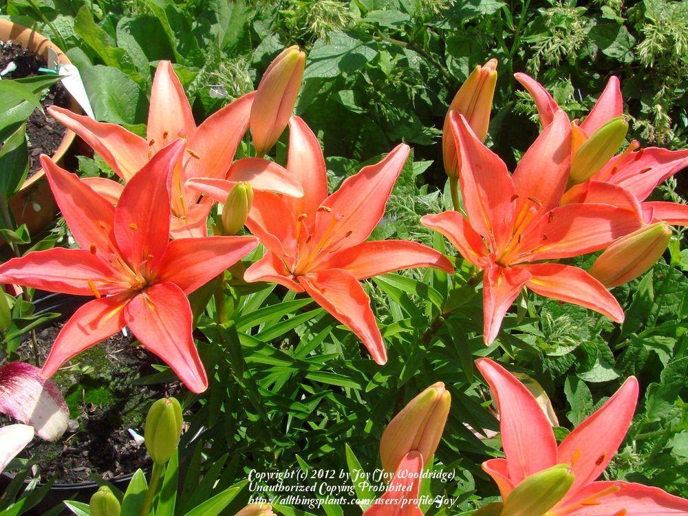 Photo of Lily (Lilium 'Tiny Toes') uploaded by Joy