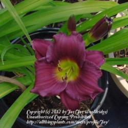 Location: My garden in Kalama, Wa. Zone 8
Date: 2012-07-06
FFO (First flower open) Ever in my garden.