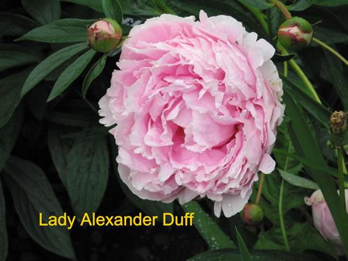 Photo of Garden Peony (Paeonia lactiflora 'Lady Alexandra Duff') uploaded by Joy