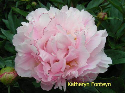 Photo of Peony (Paeonia lactiflora 'Catharina Fontijn') uploaded by Joy