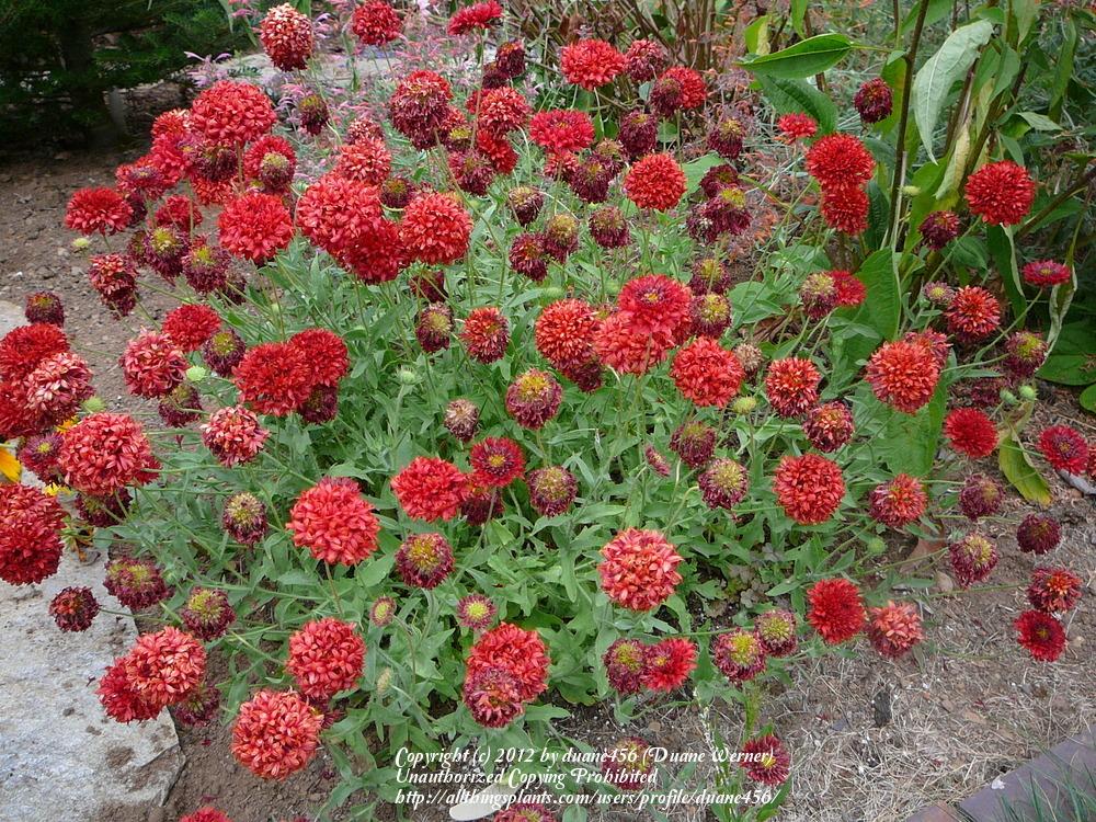 Photo of Blanket Flower (Gaillardia pulchella 'Red Plume') uploaded by duane456