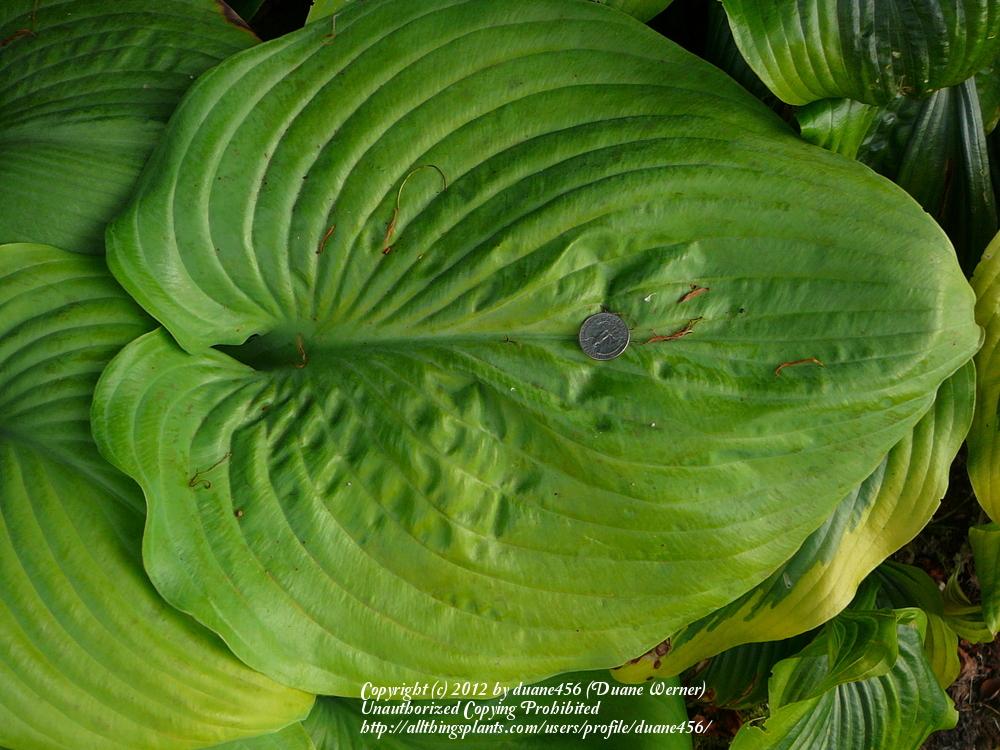 Photo of Hosta 'Sum and Substance' uploaded by duane456