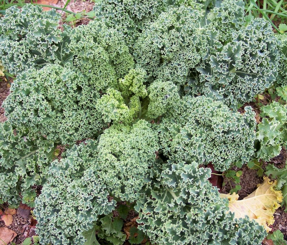 Photo of Kale (Brassica oleracea var. viridis 'Blue Armor') uploaded by farmerdill