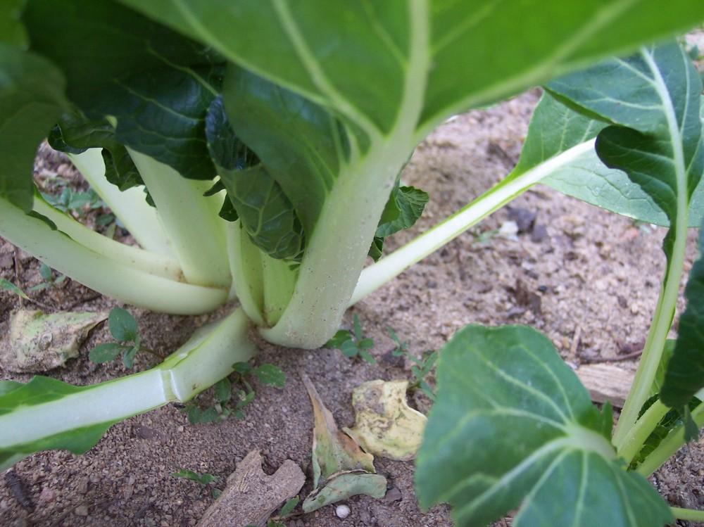 Photo of Bok Choy (Brassica rapa subsp. chinensis 'Joi Choi') uploaded by farmerdill