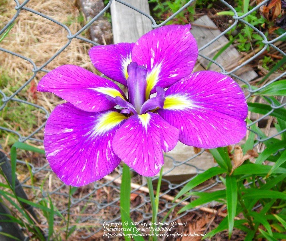 Photo of Japanese Iris (Iris ensata 'Jodlesong') uploaded by pardalinum