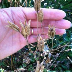 Location: Mackinaw, Illinois
Date: 2012-07-07
Seed heads are made up of 5-6 tubes in a star pattern.  Each cont