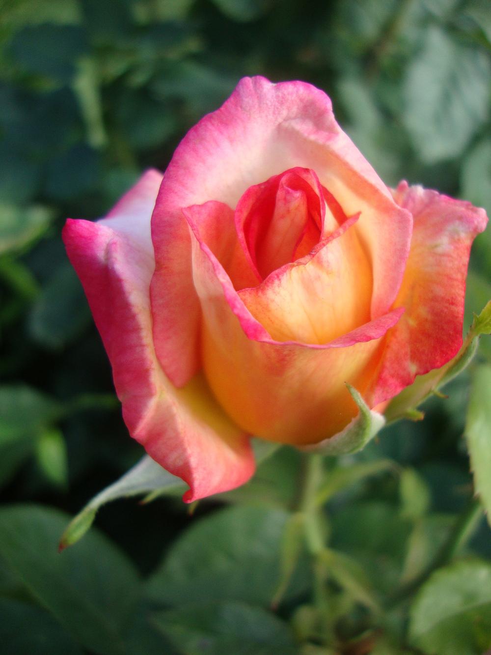 Photo of Floribunda Rose (Rosa 'Sheila's Perfume') uploaded by Paul2032