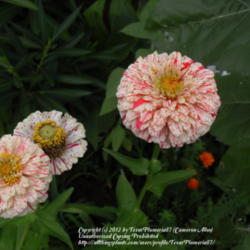 Location: Plano, TX
Date: 2012-06-13
White and Red Candy Cane Mix zinnia