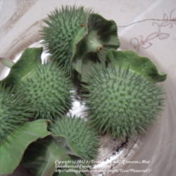 Location: Plano, TX
Date: 2012-05-02
Very spiky and sharp seed pods