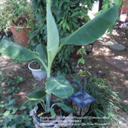 Location: Plano, TX
Date: 2012-06-18
Unknown  banana