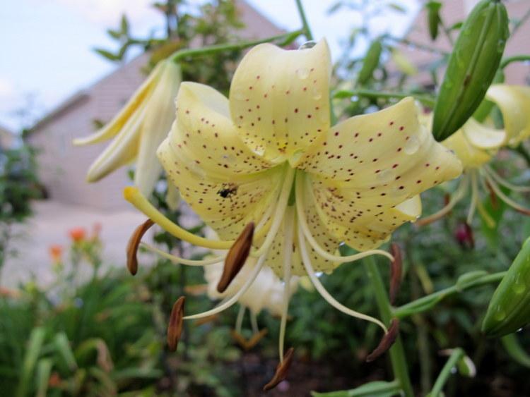 Photo of Lily (Lilium 'George Slate') uploaded by goldfinch4