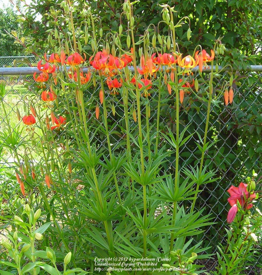 Photo of Pitkin Marsh Lily (Lilium pardalinum subsp. pitkinense) uploaded by pardalinum