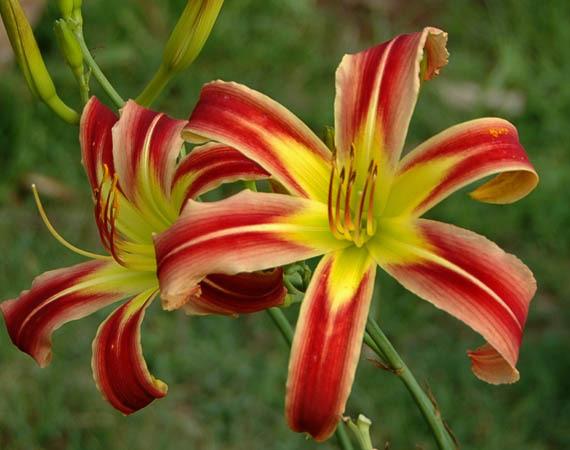 Photo of Daylily (Hemerocallis 'A Little Fire, Scarecrow') uploaded by shive1