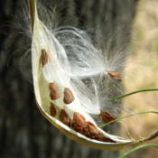 seeds in open seed pod