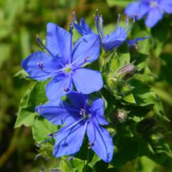 Location: Northeastern, Texas
Date: 2012-07-07
vibrant blue summer bloomer