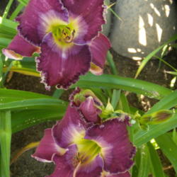 Location: My garden in Bakersfield, CA
Date: 2012-06-05 