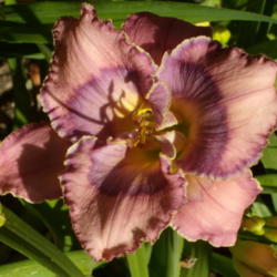 Location: My garden in Bakersfield, CA
Date: 2012-06-04 
