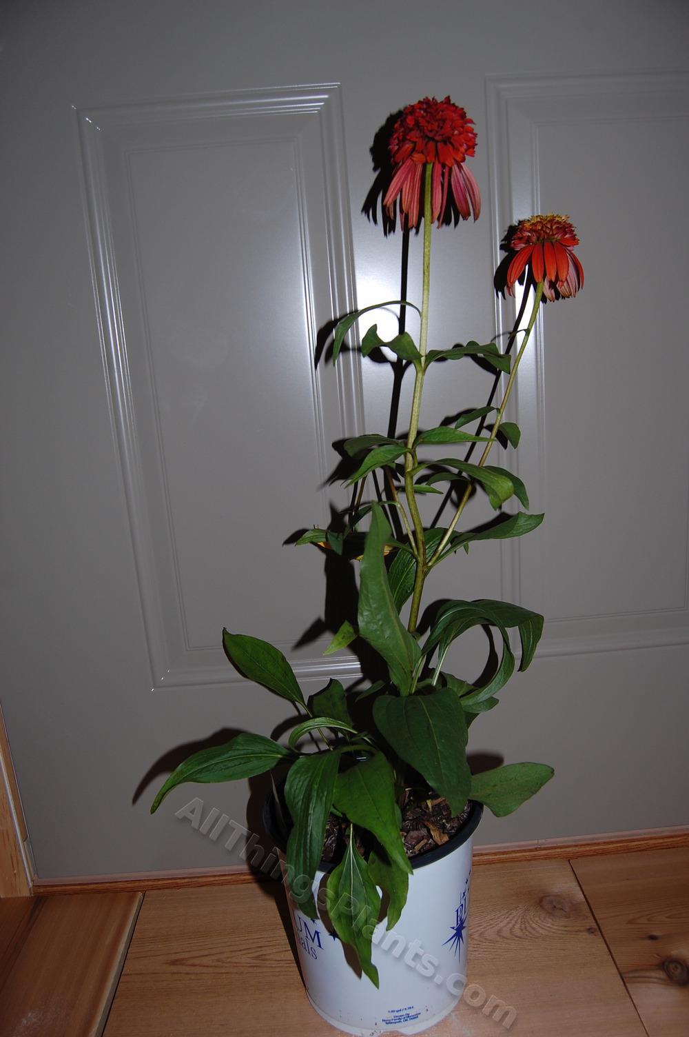 Photo of Coneflower (Echinacea 'Hot Papaya') uploaded by BookerC1