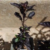 New leaves are green, turn purple as they mature.  Benefits from 