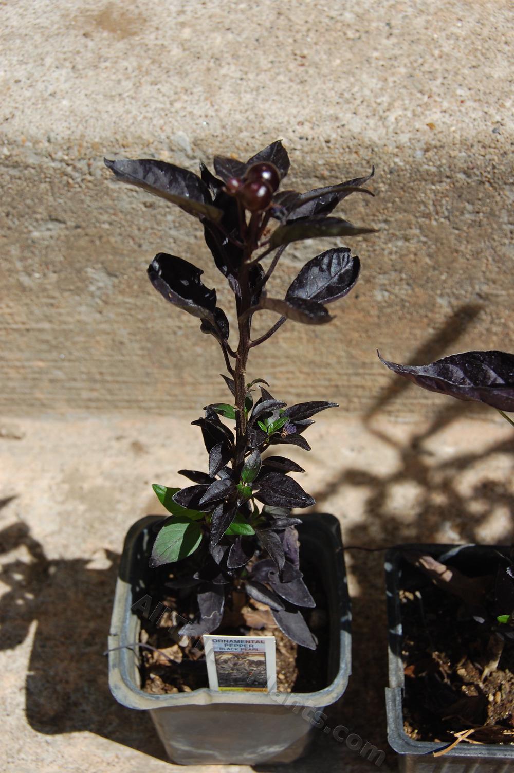 Photo of Ornamental Pepper (Capsicum annuum 'Black Pearl') uploaded by BookerC1