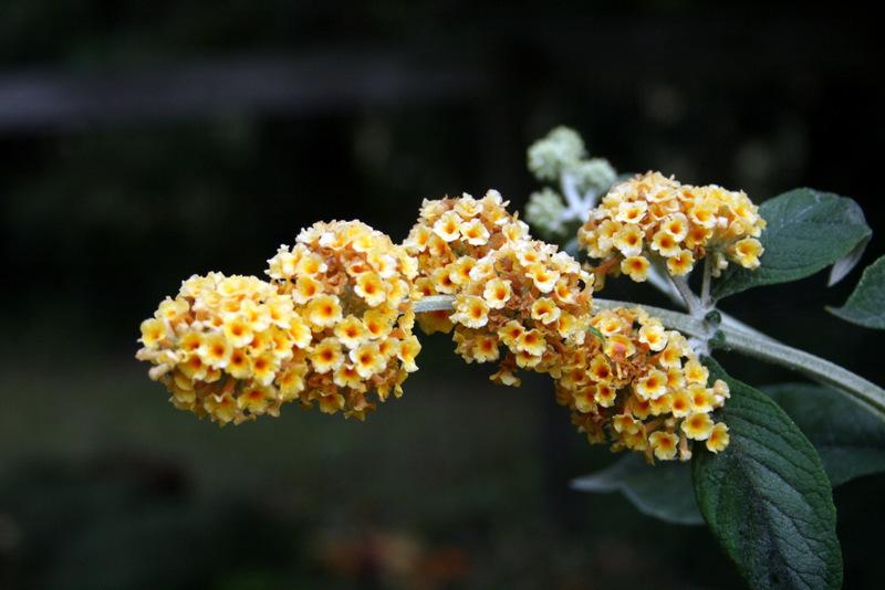 Photo of Butterfly Bush (Buddleja 'Honeycomb') uploaded by Calif_Sue