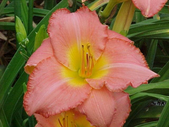 Photo of Daylily (Hemerocallis 'Farmer's Daughter') uploaded by Calif_Sue