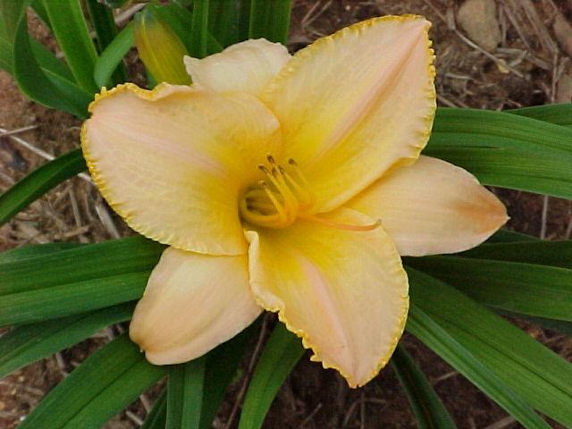 Photo of Daylily (Hemerocallis 'Etched in Gold') uploaded by Calif_Sue