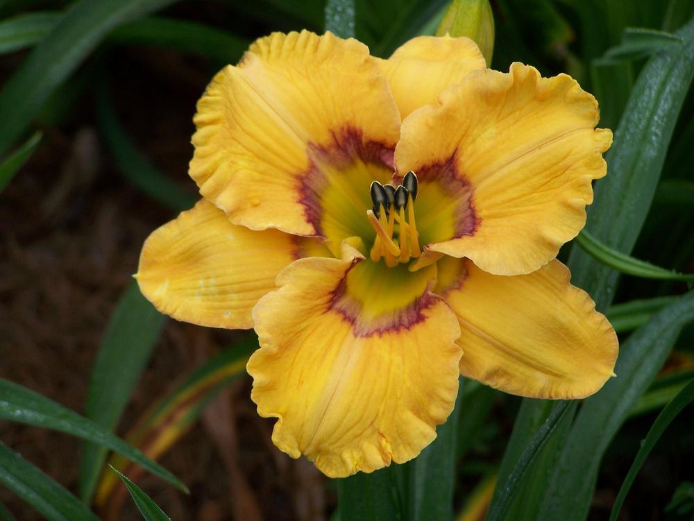 Photo of Daylily (Hemerocallis 'Faces of a Clown') uploaded by Calif_Sue