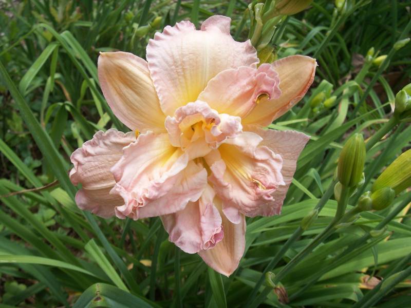 Photo of Daylily (Hemerocallis 'Pink Peppermint') uploaded by Joy