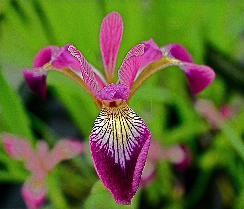 Photo of Species Iris (Iris versicolor 'Kermesina') uploaded by NEILMUIR1