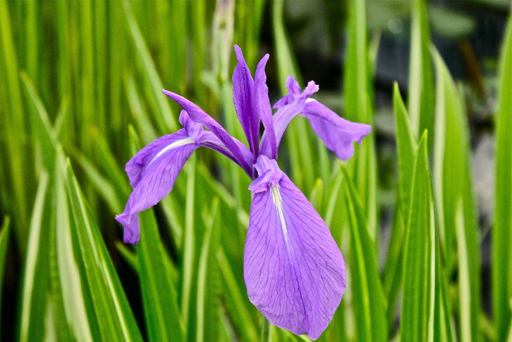 Photo of Species Iris (Iris laevigata 'Variegata') uploaded by NEILMUIR1