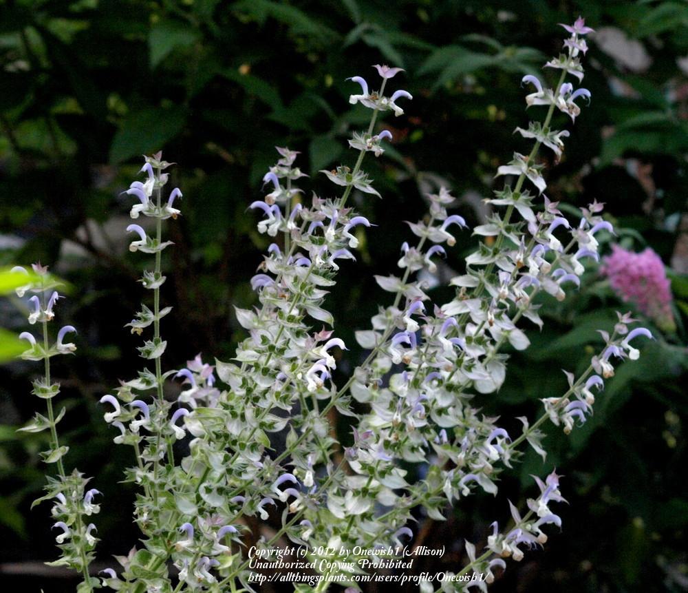 Photo of Clary Sage (Salvia sclarea) uploaded by Onewish1