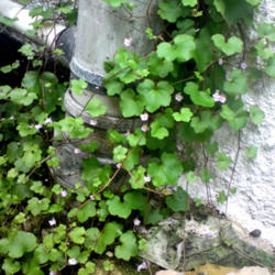 
Date: 2012-07-07
[...this Ivy-leaved Toadflax is just absolutely taking over my fr