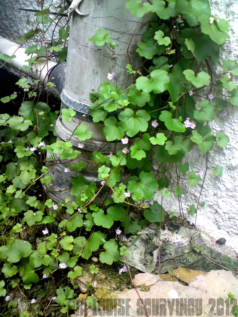 Photo of Kenilworth Ivy (Cymbalaria muralis) uploaded by PiaLouiseSourvi