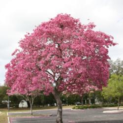 Location: Bradenton, Florida
Date: 2011-03-05
Pink Trumpet Tree
