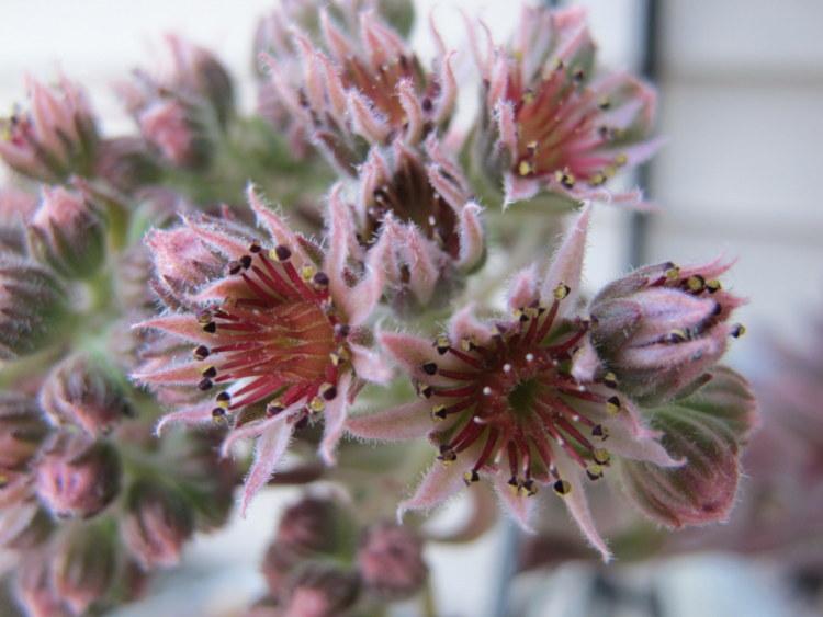 Photo of Hen and Chicks (Sempervivum 'Aqua') uploaded by goldfinch4