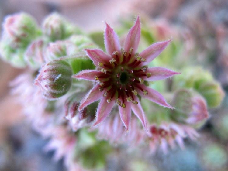 Photo of Hen and Chicks (Sempervivum 'Icicle') uploaded by goldfinch4