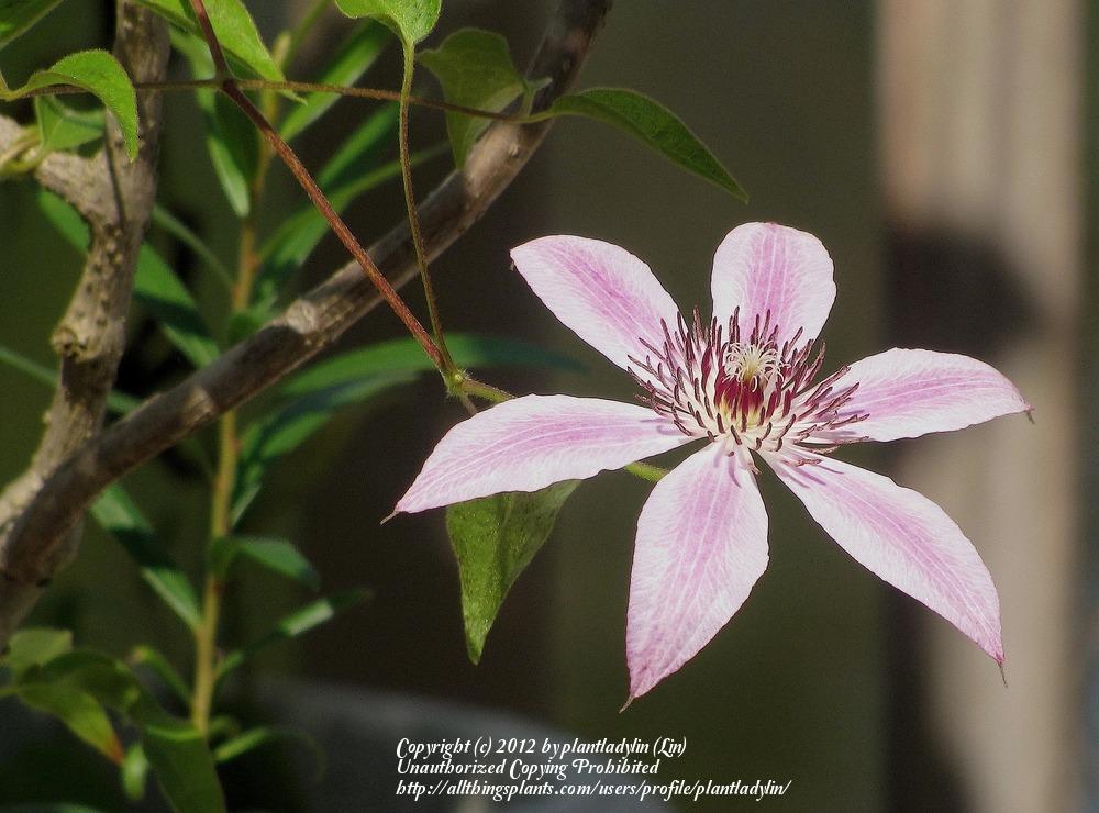 Photo of Clematis 'Nelly Moser' uploaded by plantladylin