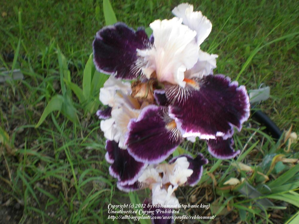 Photo of Tall Bearded Iris (Iris 'Liaison') uploaded by rebloomnut