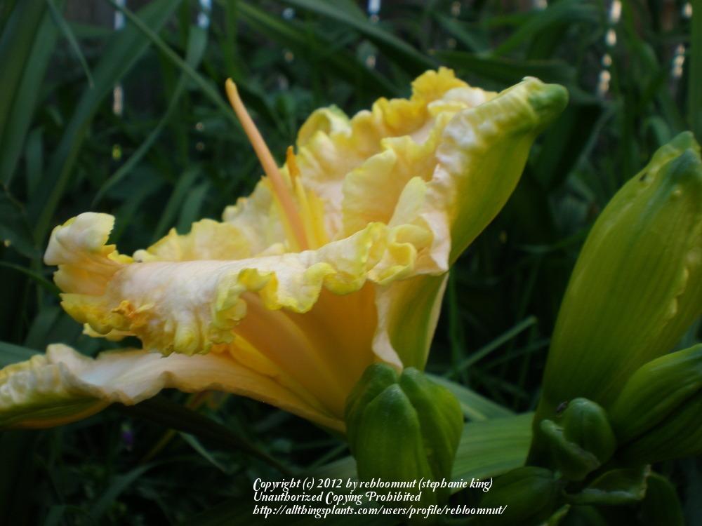 Photo of Daylily (Hemerocallis 'Eloquent Cay') uploaded by rebloomnut