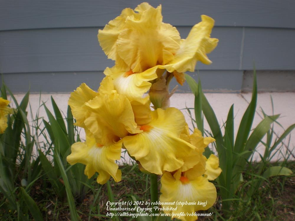 Photo of Tall Bearded Iris (Iris 'Miami Beach') uploaded by rebloomnut